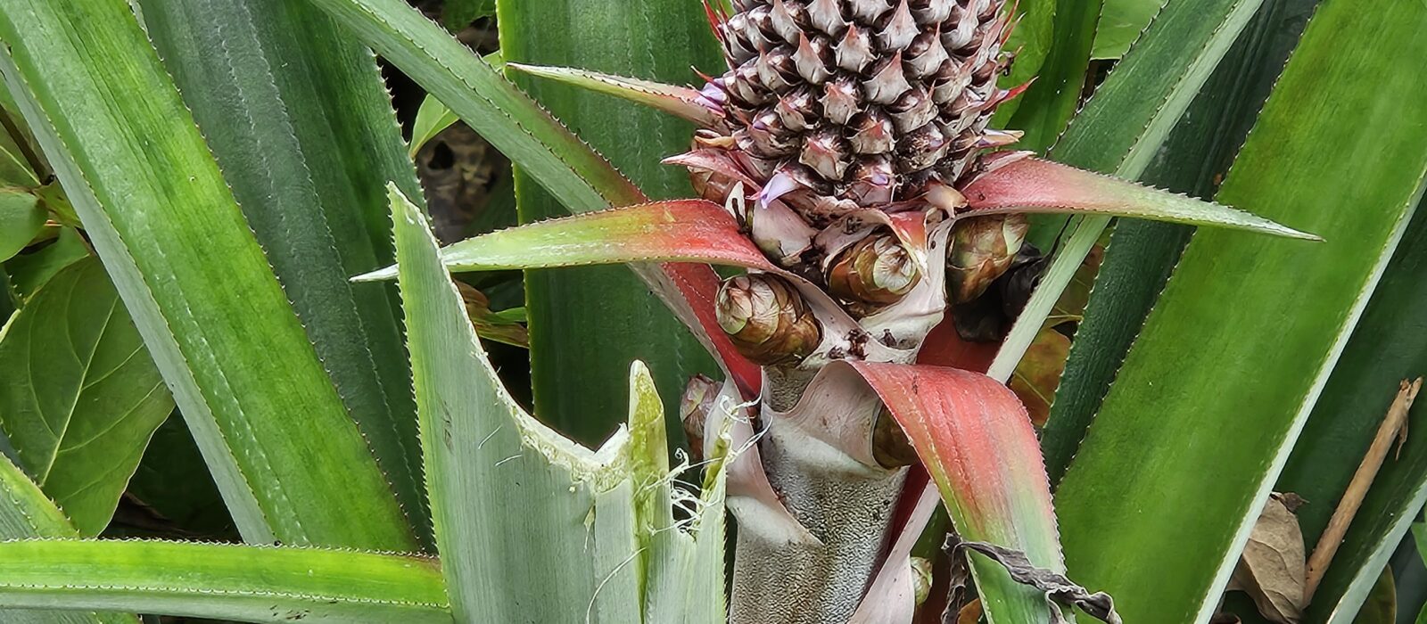 Fruit