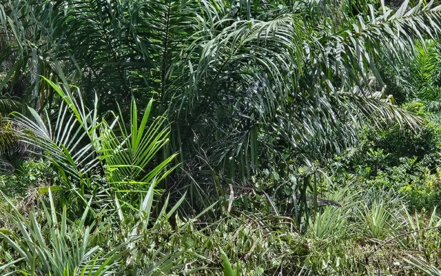 Palmen